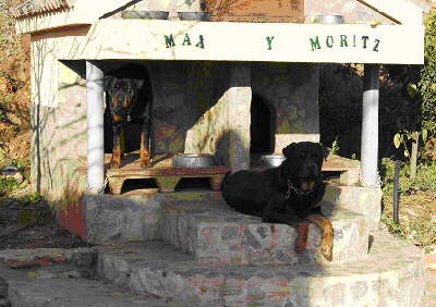 Rottweiler Max und Moritz